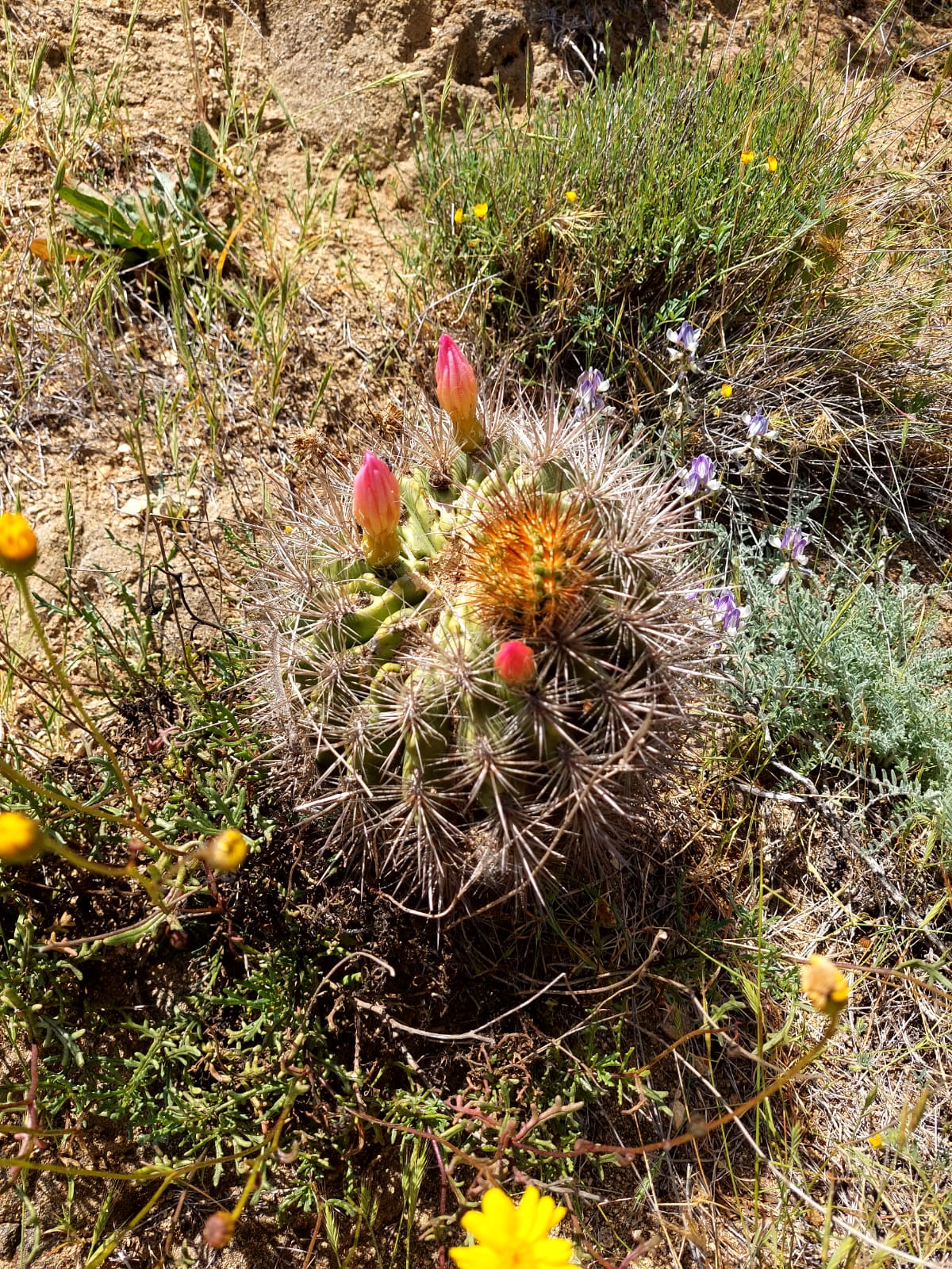 Flora Nativa - Punta Ballena